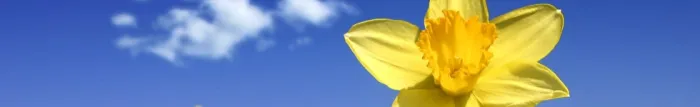 Header_Spring 05