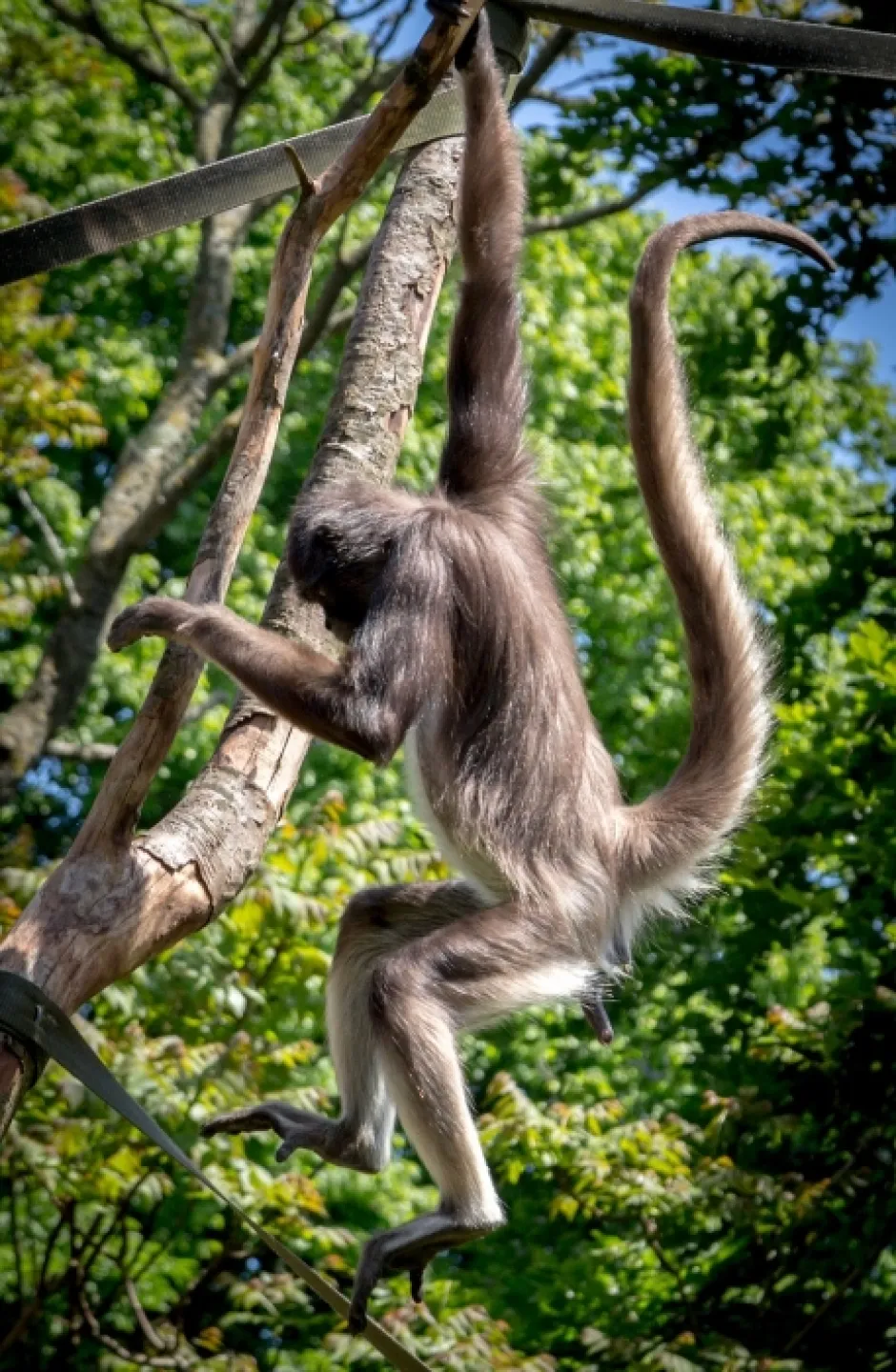 spider-monkey-1958056_1280