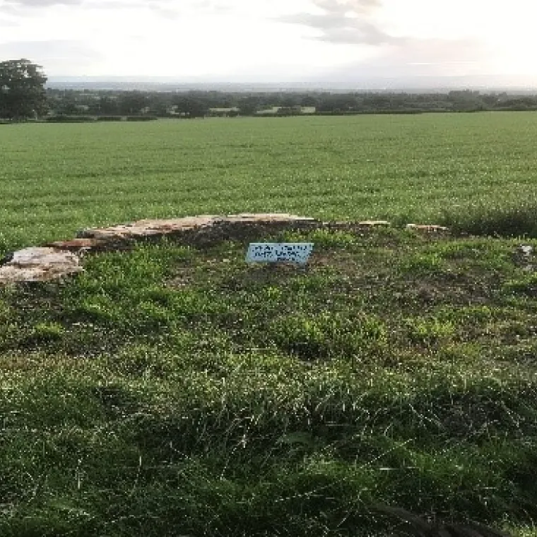 Remains of one of the 12 apostle trees