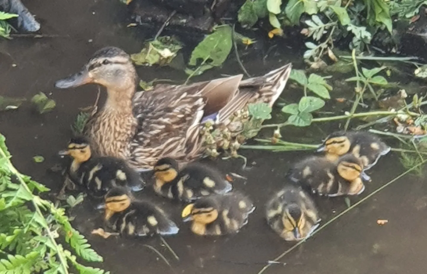 roys ducks