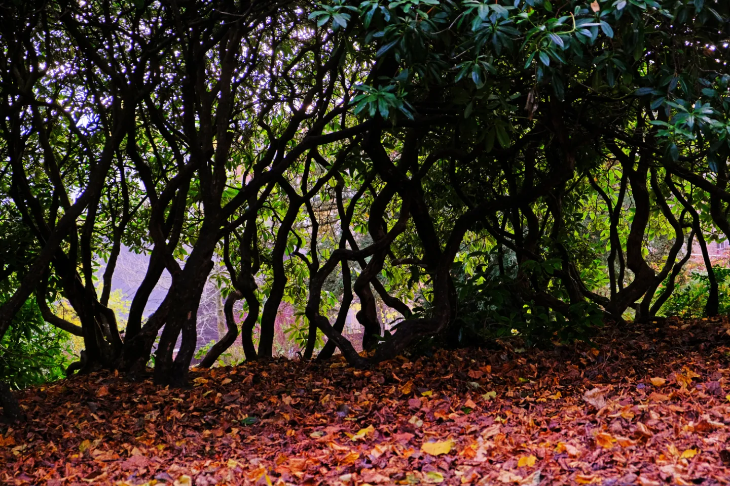 Wonky Wood_F2980