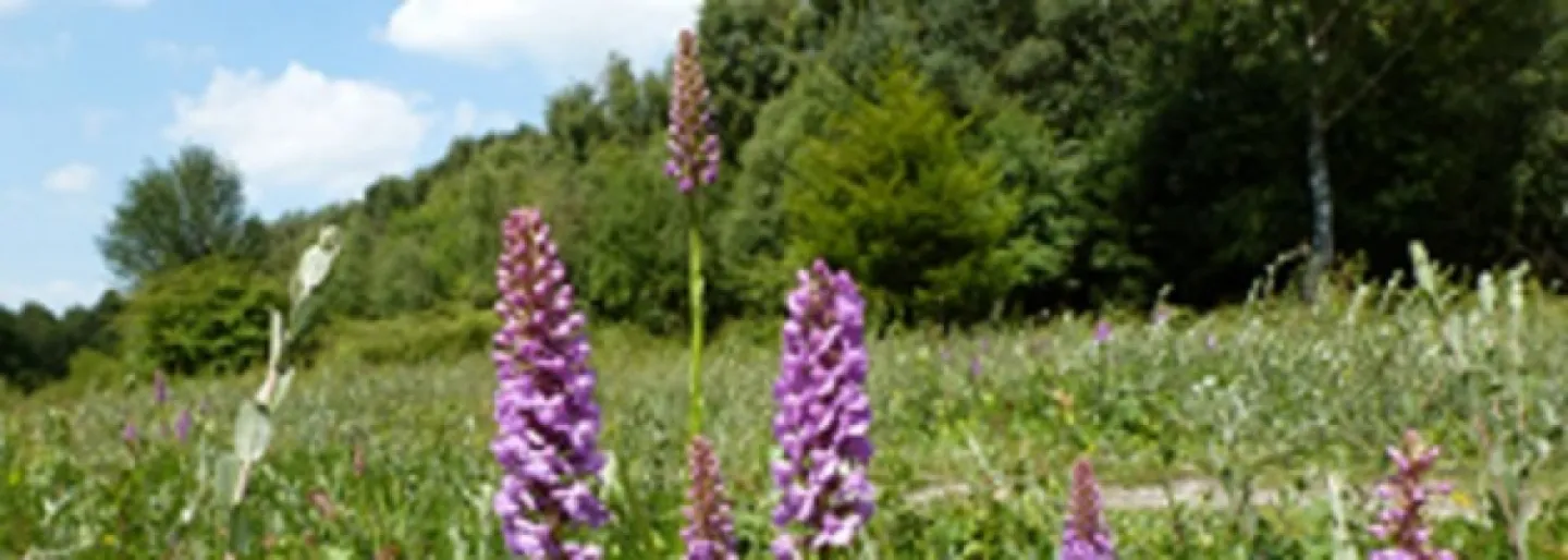 Northwich Woodlands
