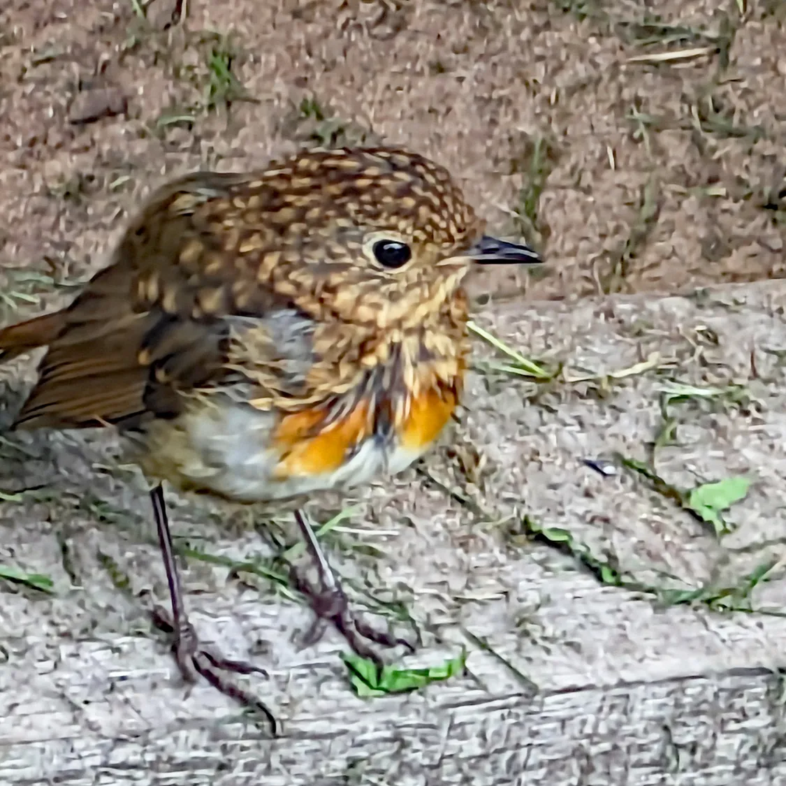 R-Young Robin-PXL_20230821_103338980