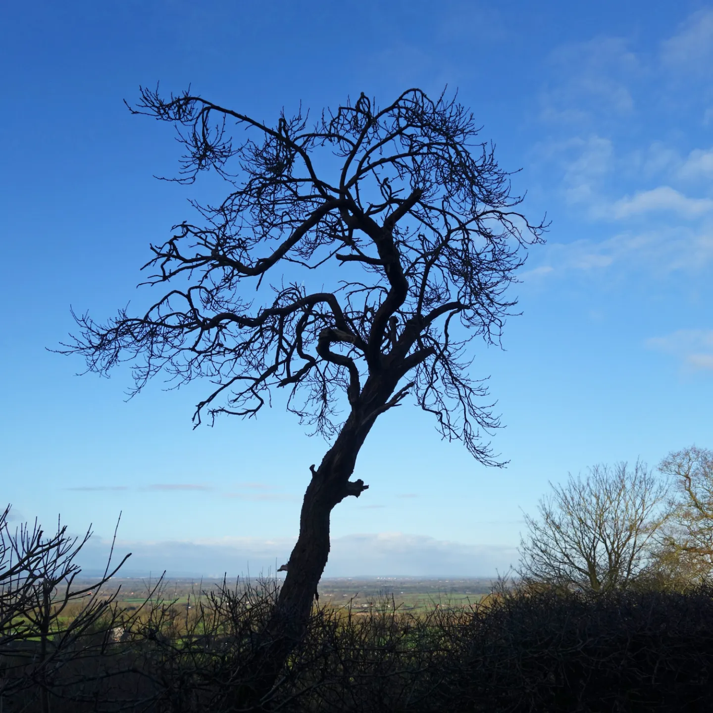 RR Lone Tree S02638