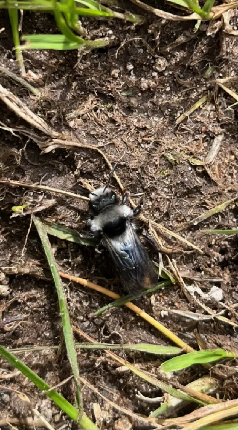 Ashy Mining Bee