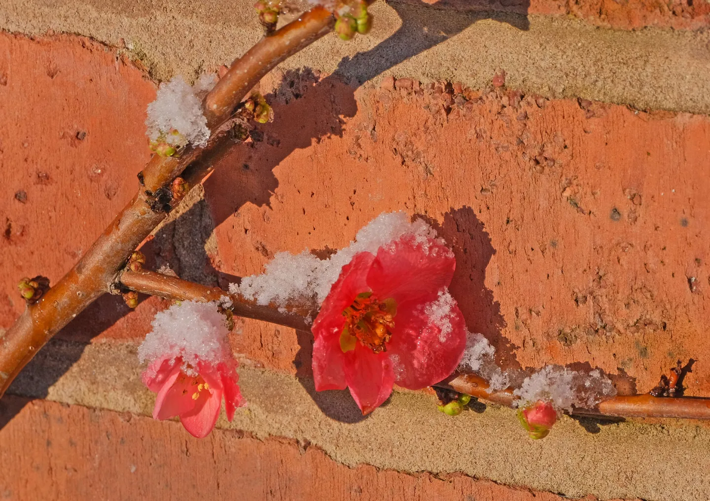 # The Darling Buds F8991