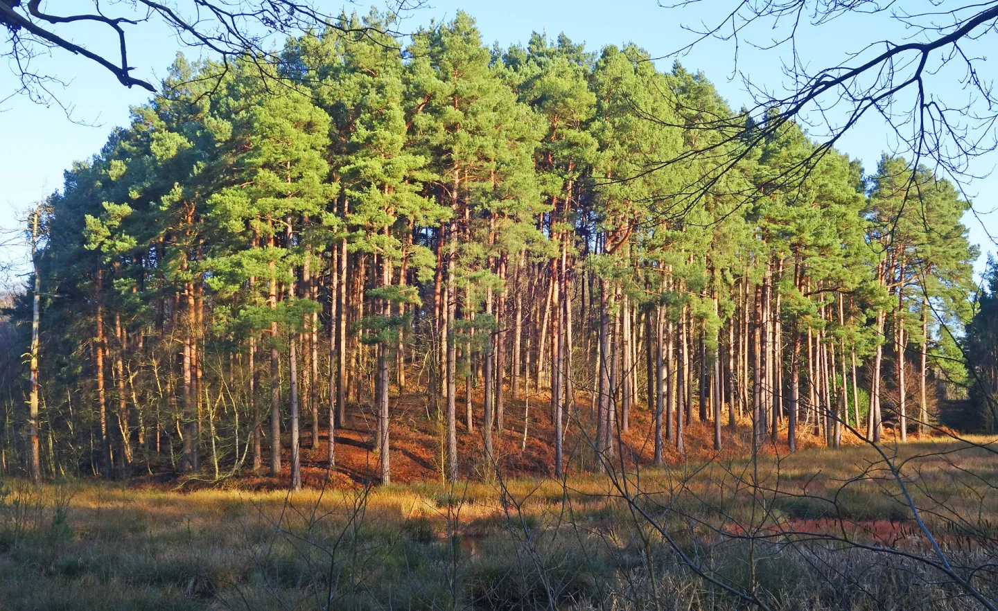 RR Pining For Home S02692 Crop