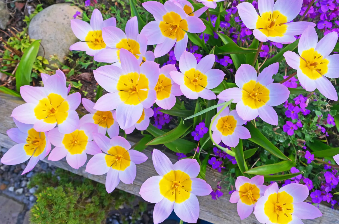 RR Tulips (Species) F9188