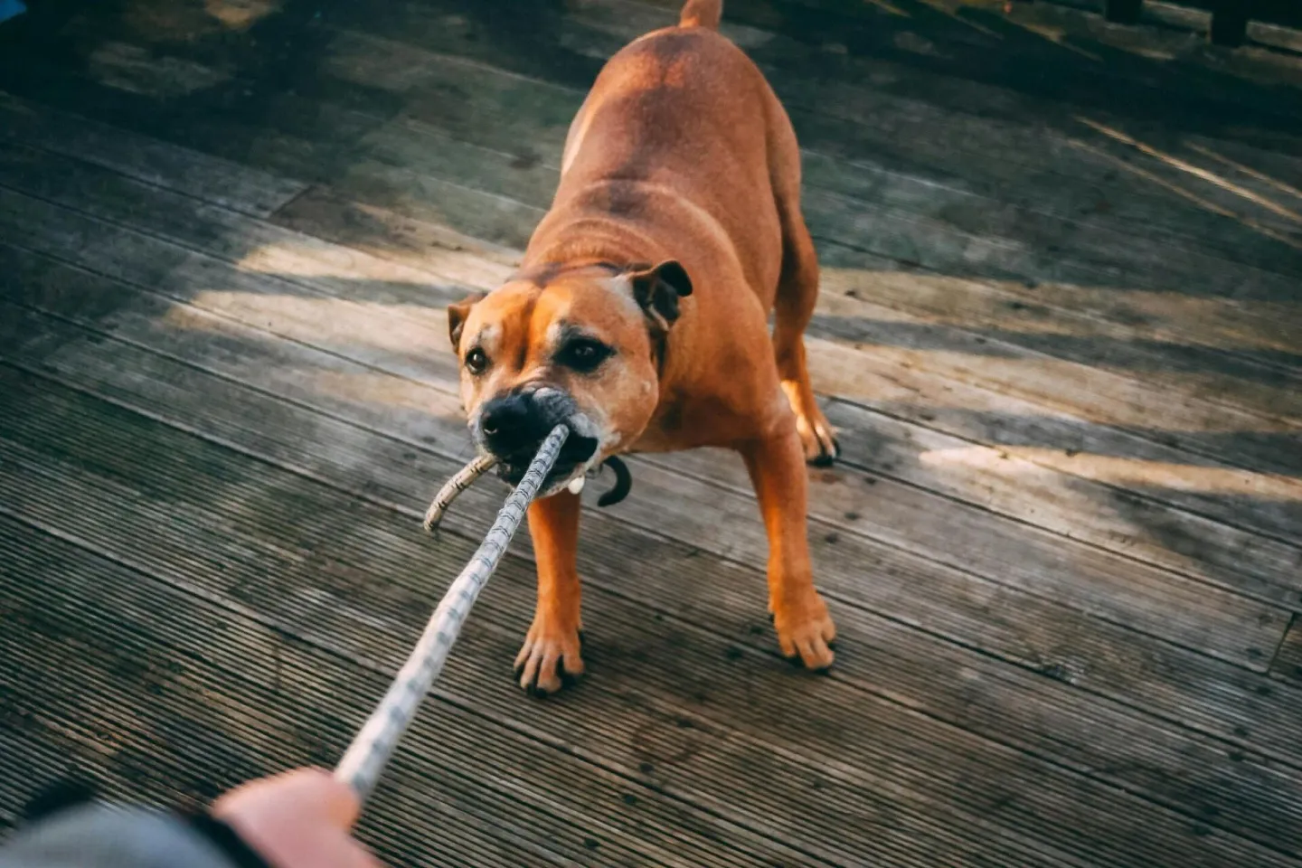 Dog Reactivity Training