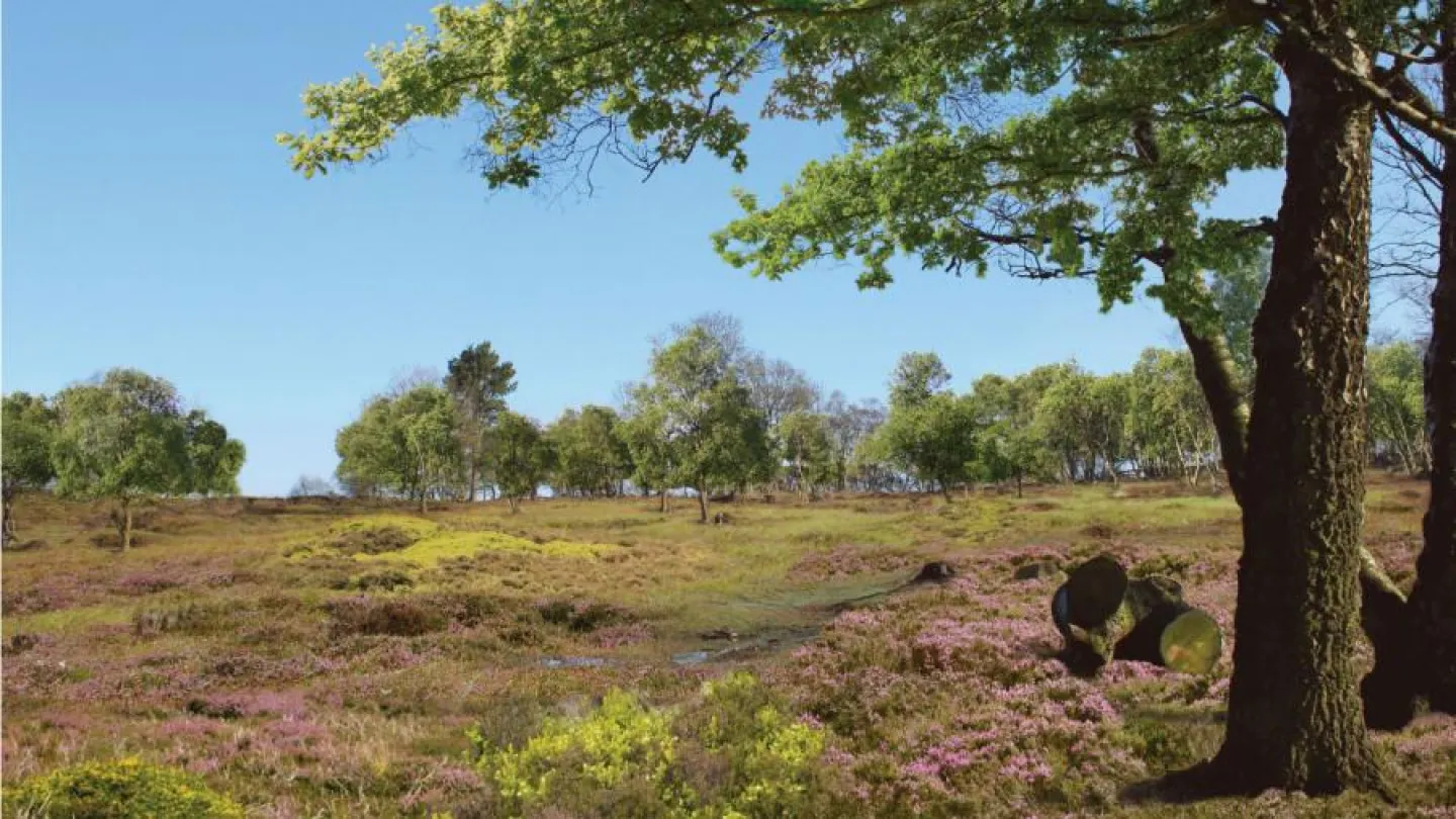 Bickerton Hill  – after restoration