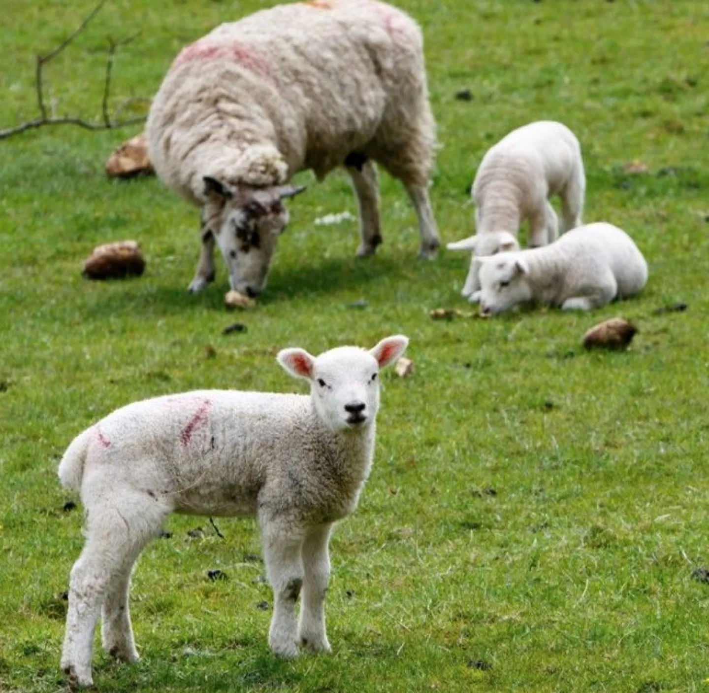 Lambing  Time
