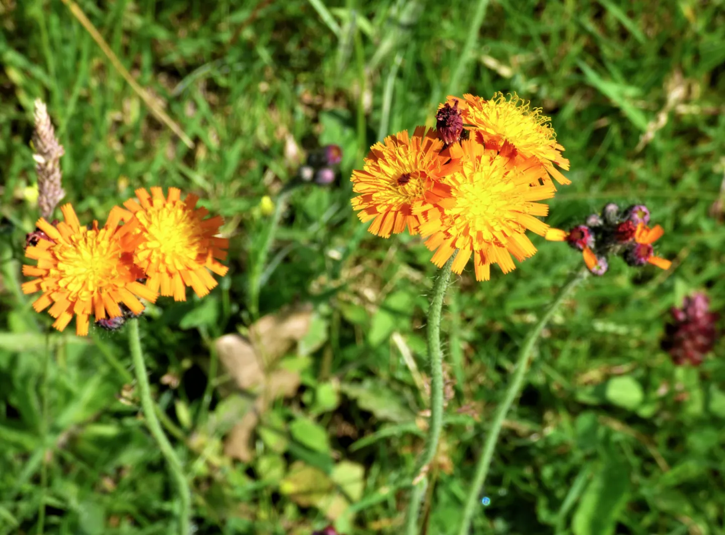 Fox and Cubs