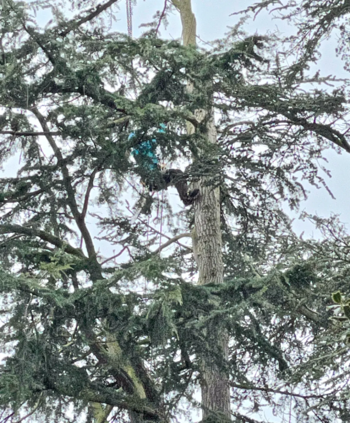 Tree Removal 2