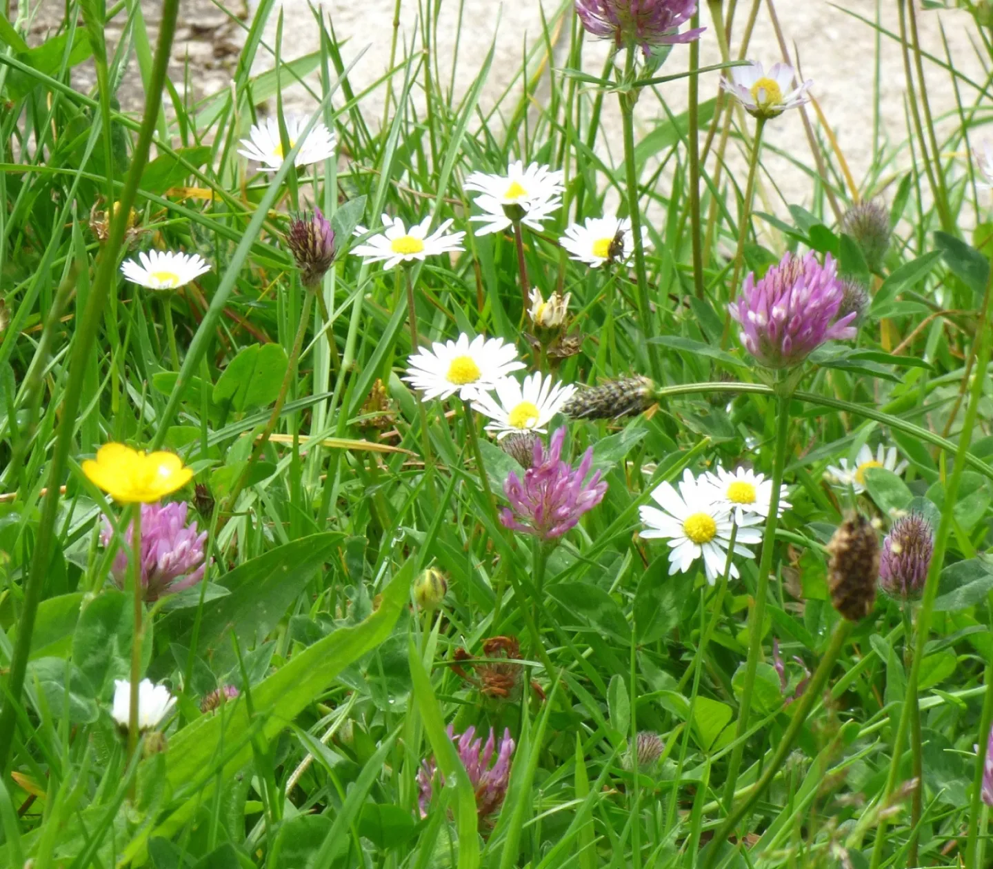Daisy