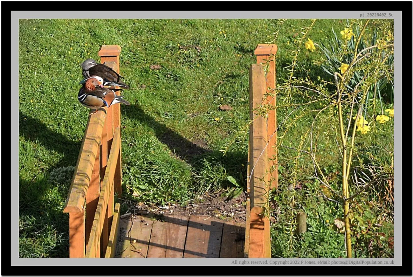 Mandarin Duck Visit 1