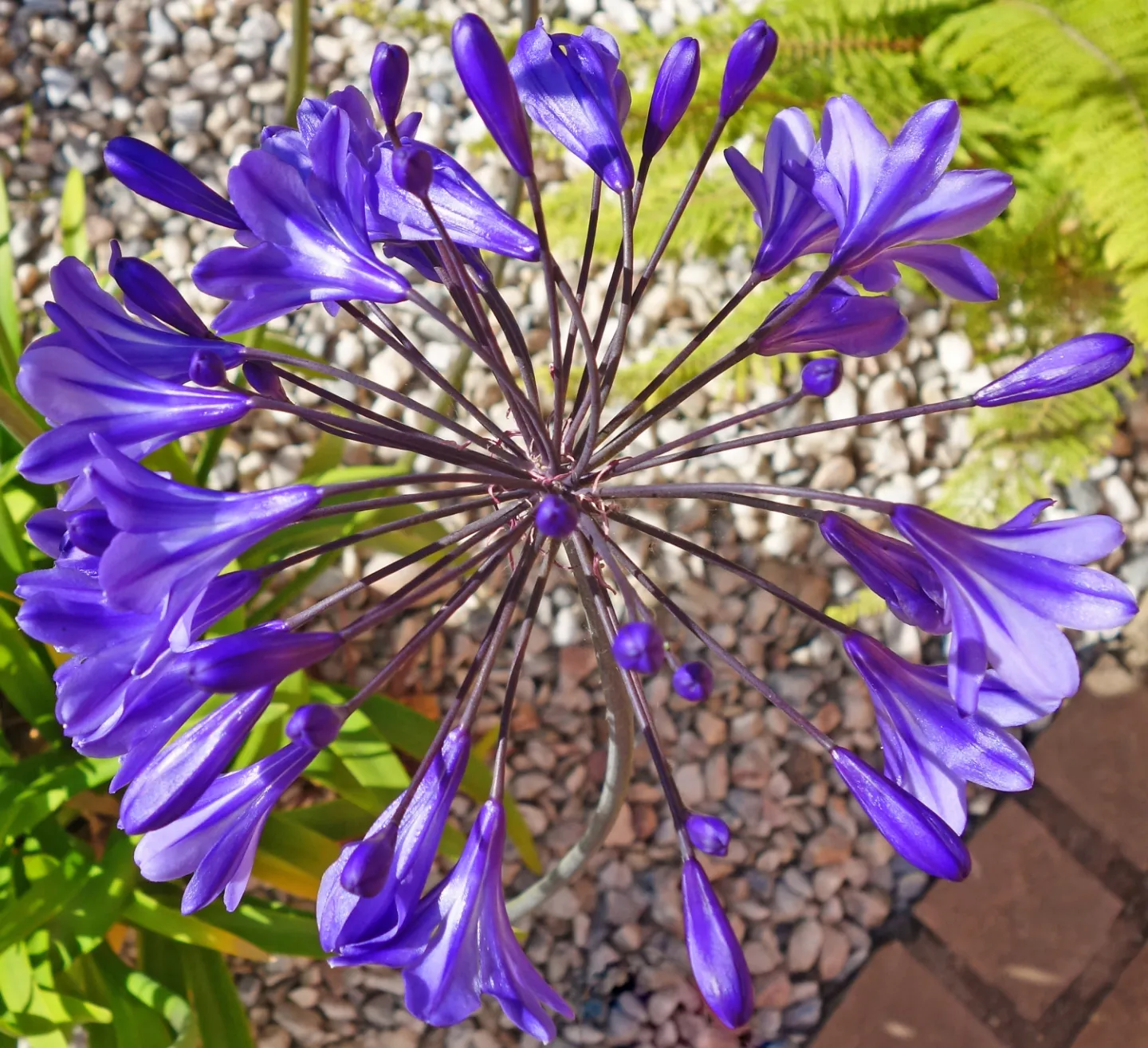 Blue Star~Rs01373