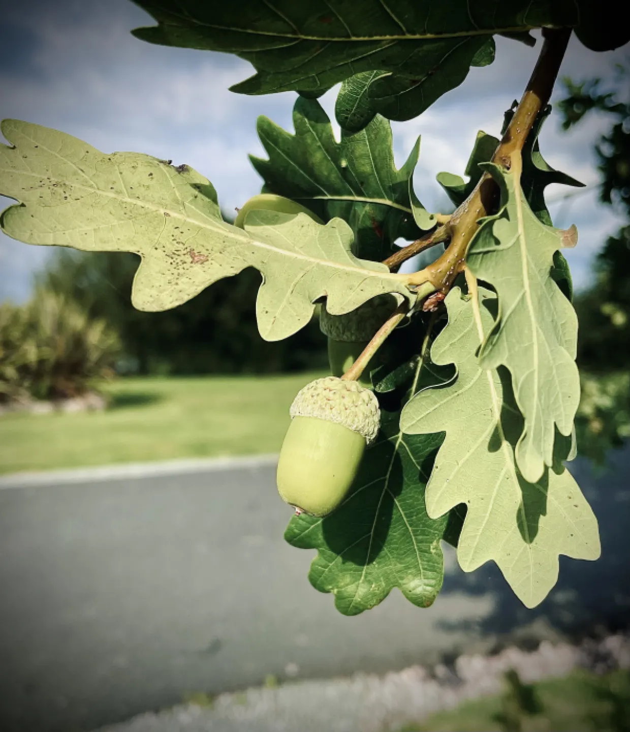 acorn