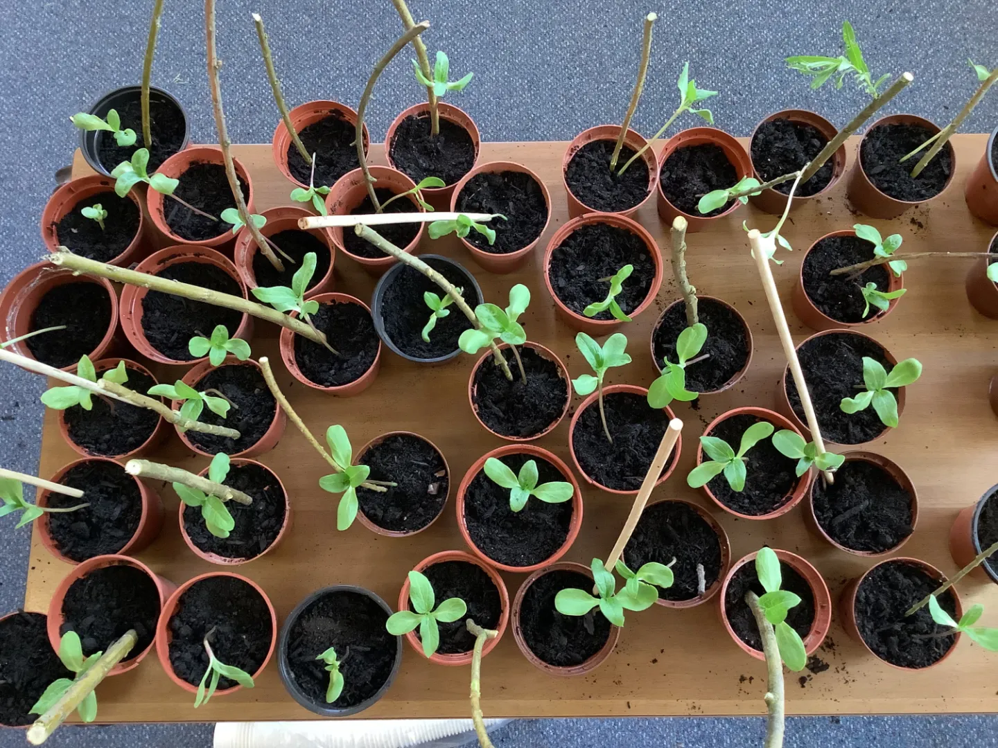 F2DB7F6E-CBFB-4B69-84C6-5006303D6BD7