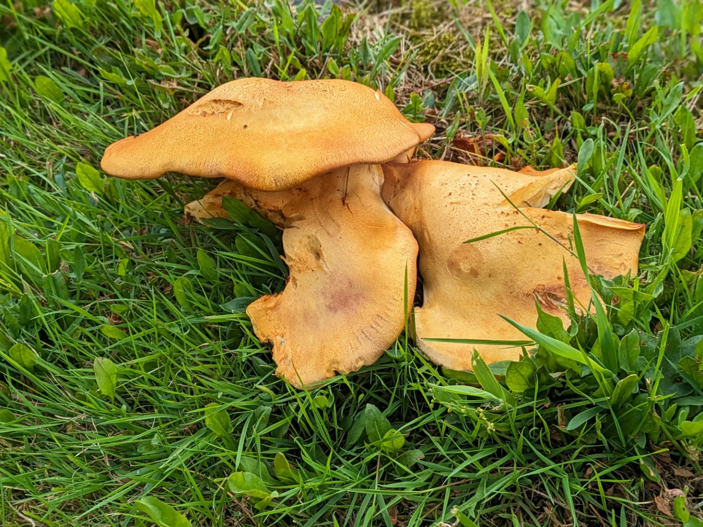 rr-Field Fungus-PXL_20230807_104830770-PORTRAIT