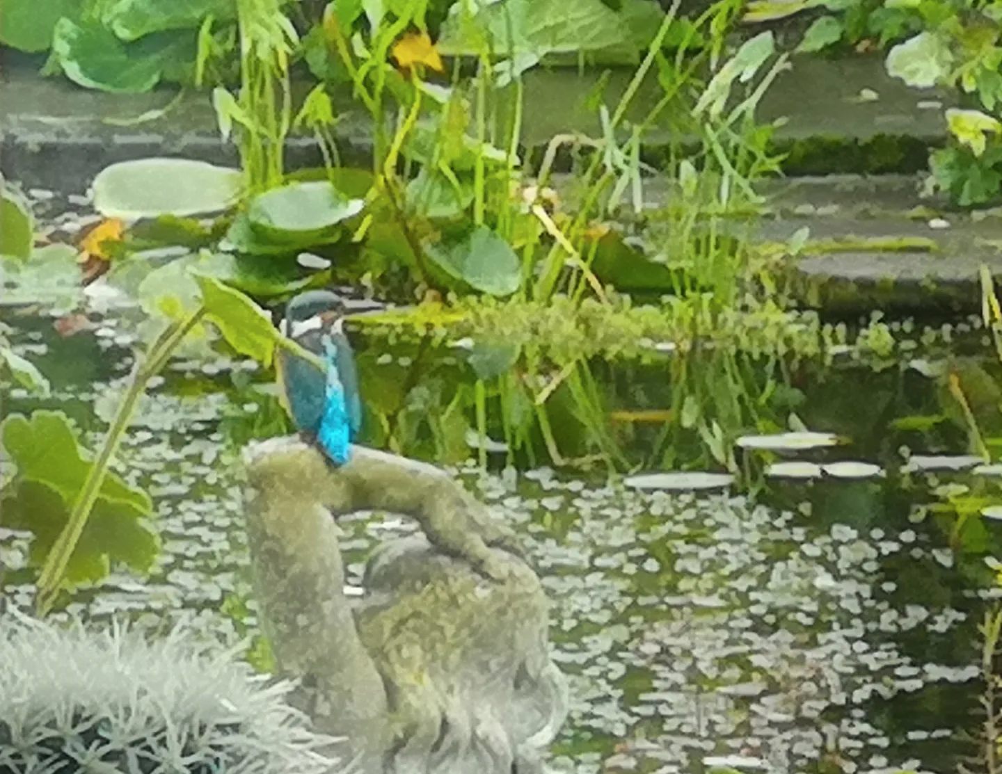 Kingfisher by Bob Fousert