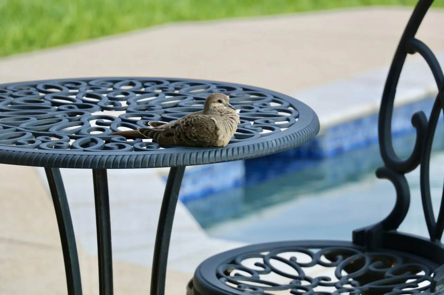 Dove, bird, patio furniture