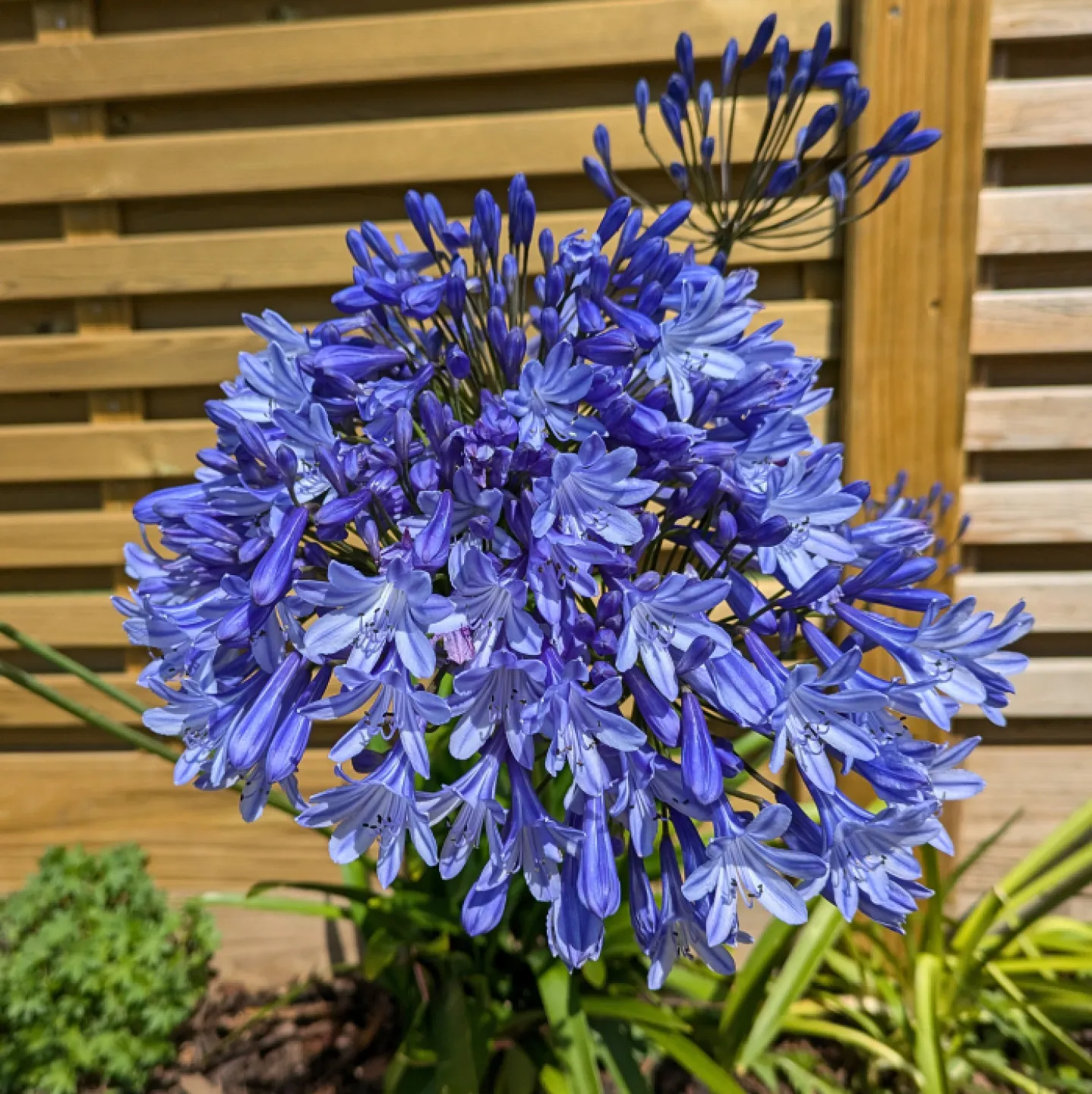 # Pix Agapanthus