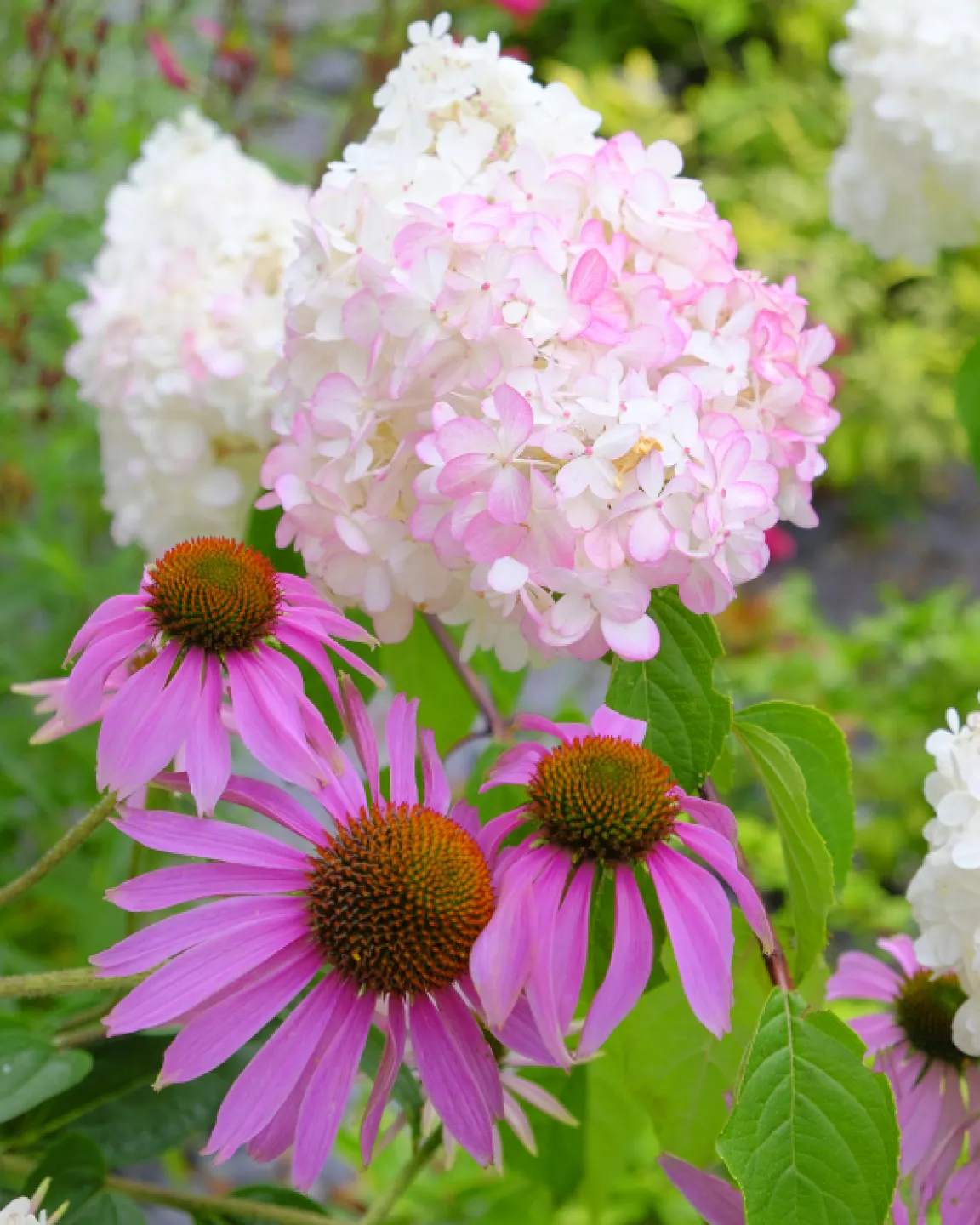 RR Echinacea + Hydrangea_f5015