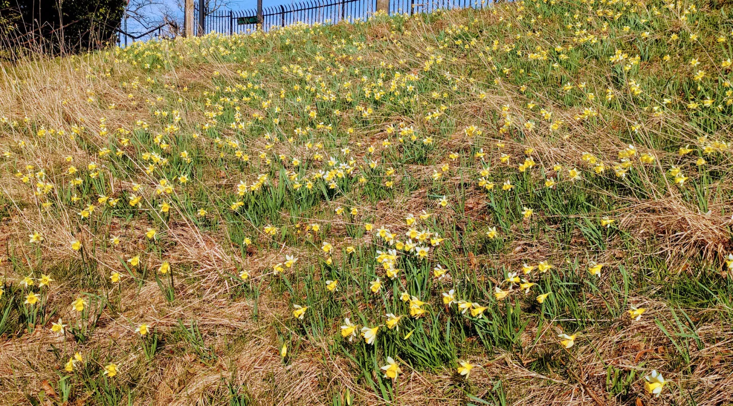 #R Daffodil Bank_pxl_20250308_120122367~2