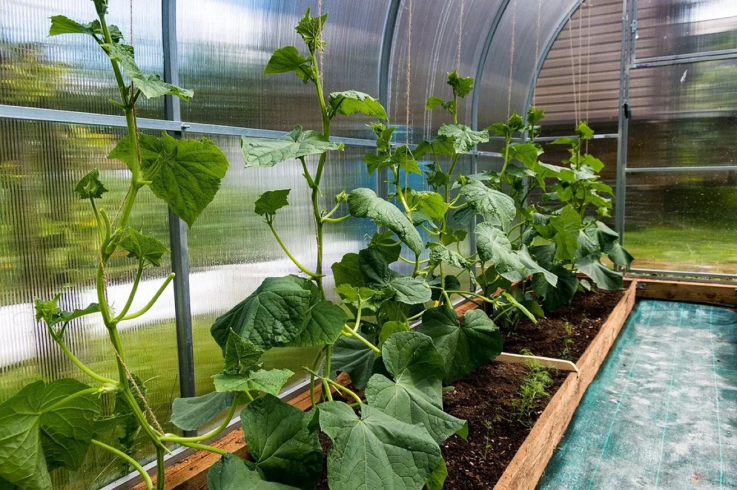 Cucumbers, bloom, the flowers of cucumbers, foliage, greenhouse, vegetables, spring, nature, bushes, village, garden, greenhouse, greenhouse, greenhouse, greenhouse, greenhouse