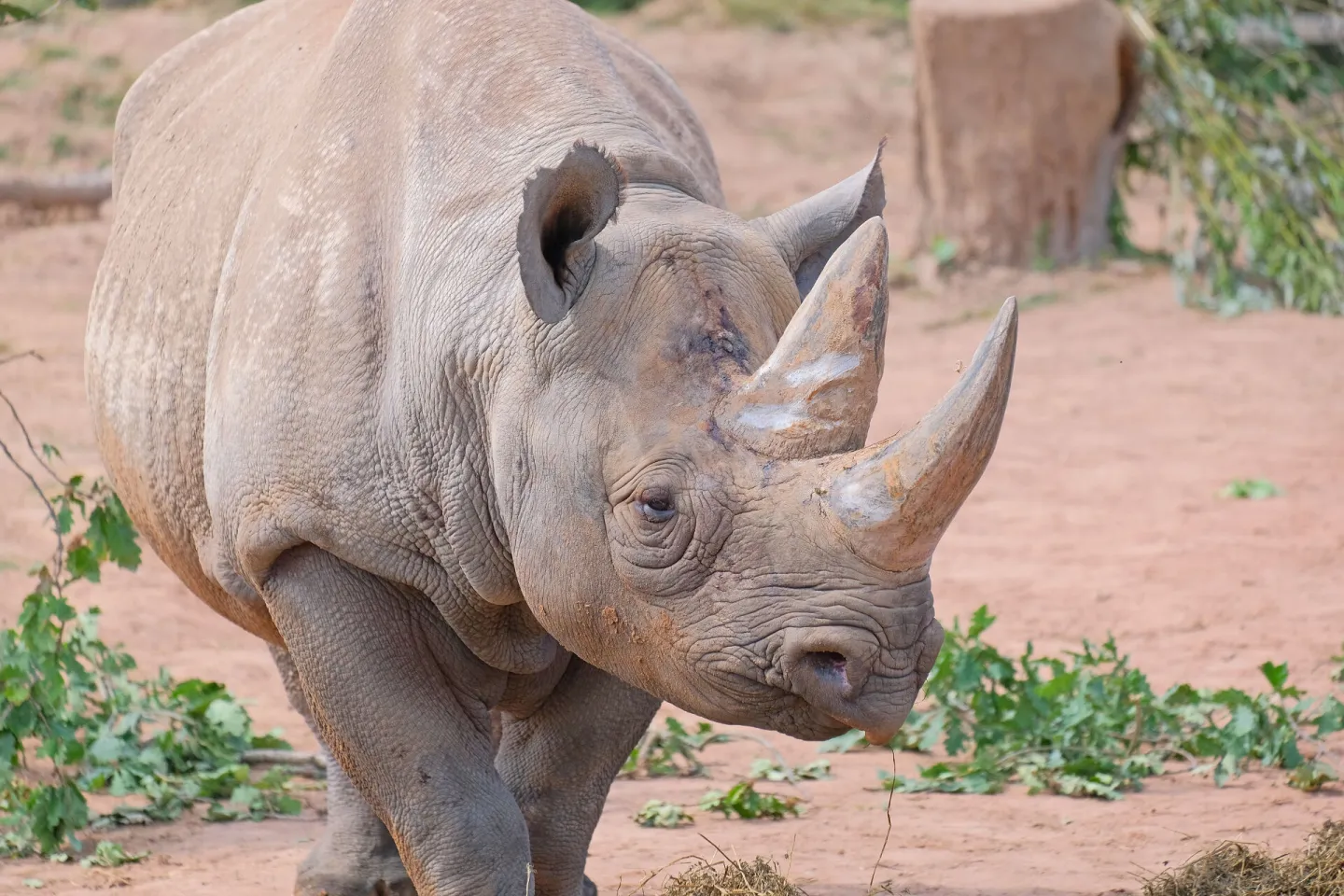 black rhino