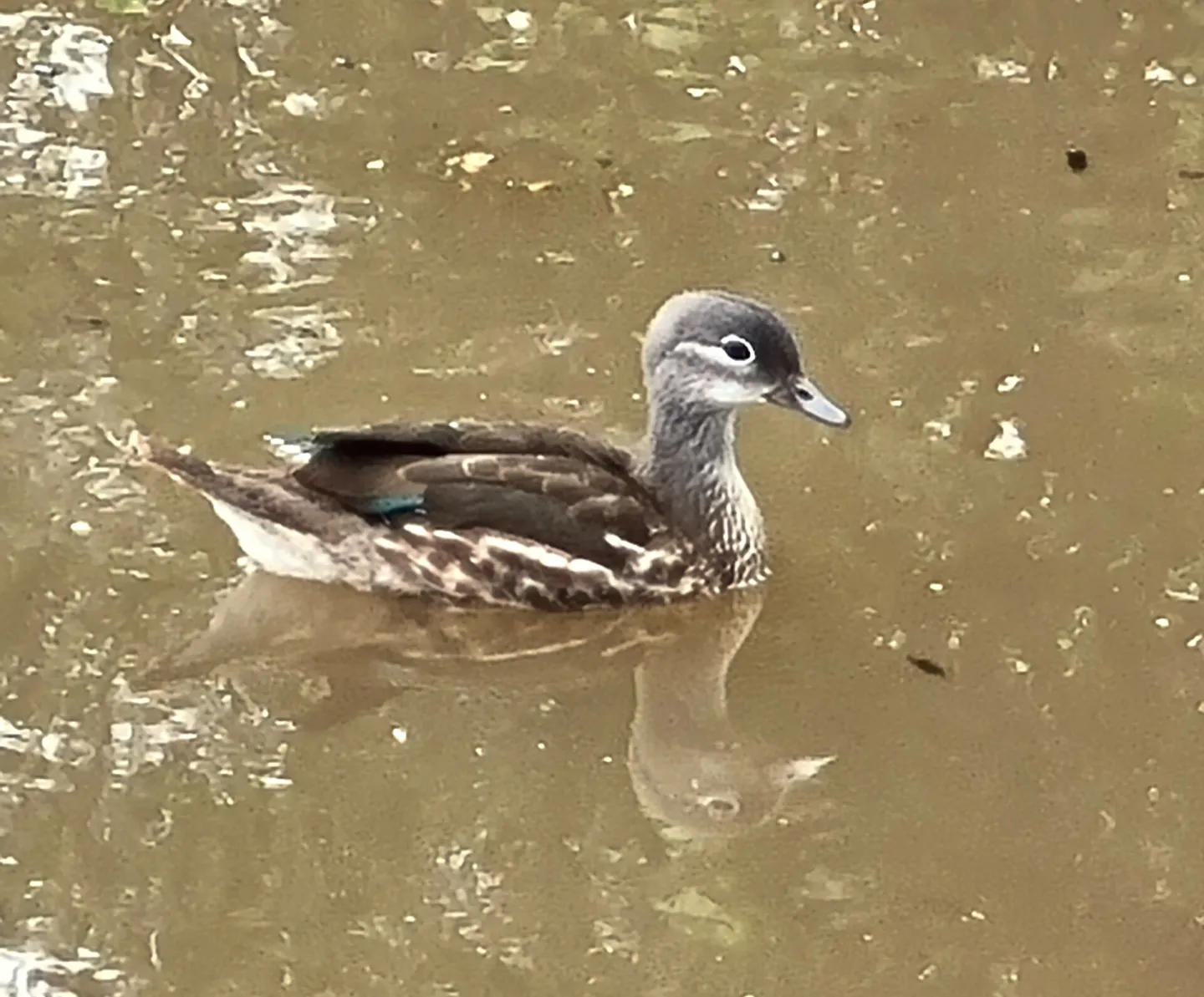 Mandarin Duck