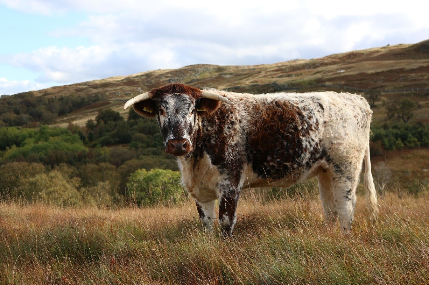 Image 3 from the paper Cattle grazing in the uplands and rough grasslands of the lowlands
