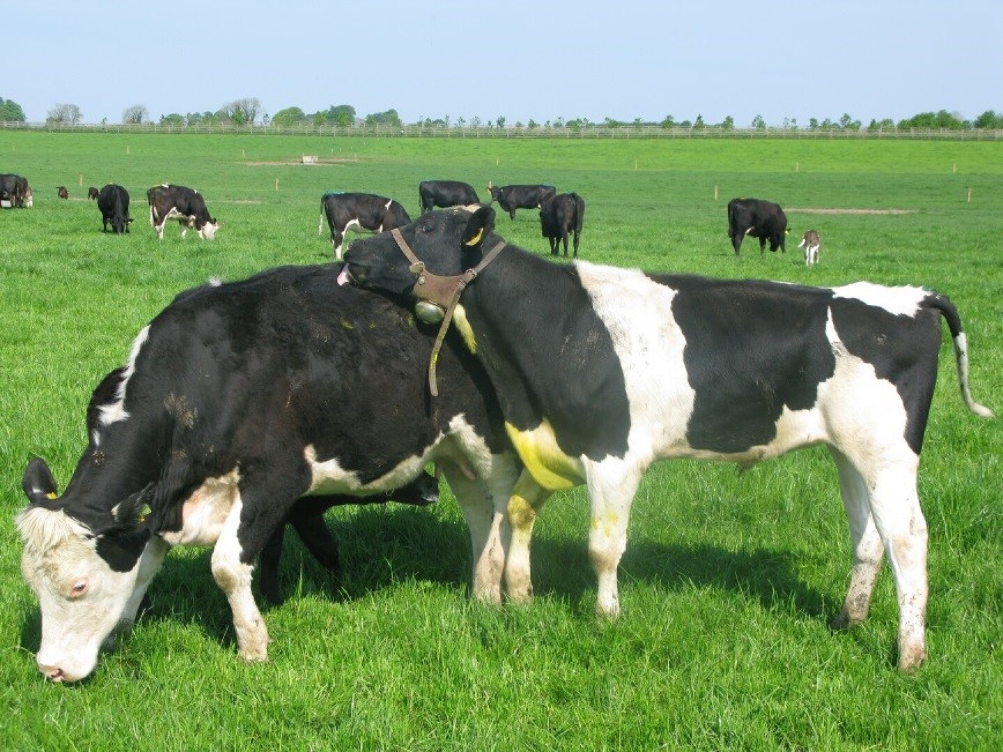 Image 1 from the paper Using 100% AI on a 100-cow suckler farm