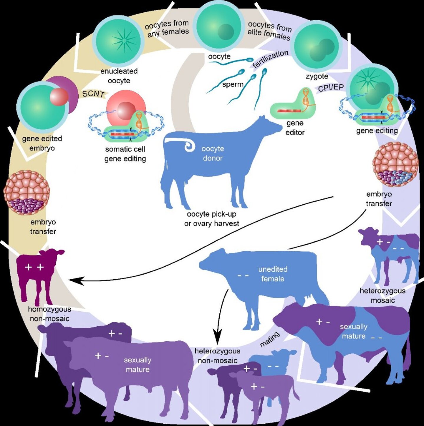 Image from Bishop and Van Eenennaam (2020) Journal Experimental Biology 223: jeb207159 .
