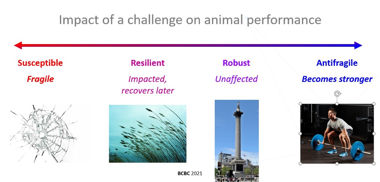 Figure 1: From fragile to antifragile &ndash; possible responses to challenge. From fragile (adverse impact, long-term) through resilient (bends and bounces back) and robust (imperturbable) to antifragile (emerges stronger).
