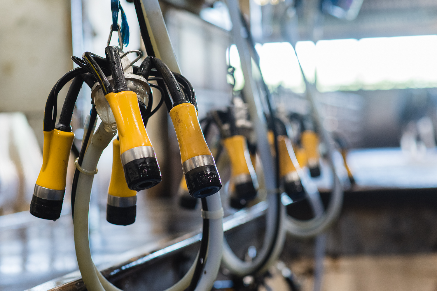 ADF InVent is available now, to find out more contact ADF Milking directly at 01243 814030. For more product information visit ADFmilking.com .