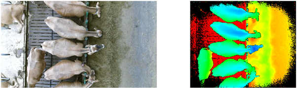 Figure 2 . RGB and 3D depth image taken at the feeding table. Images taken in the gate after milking is used to identify the cows while eating