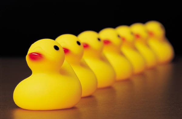 missing ducks
