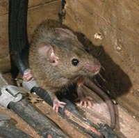 rat-mice-damage