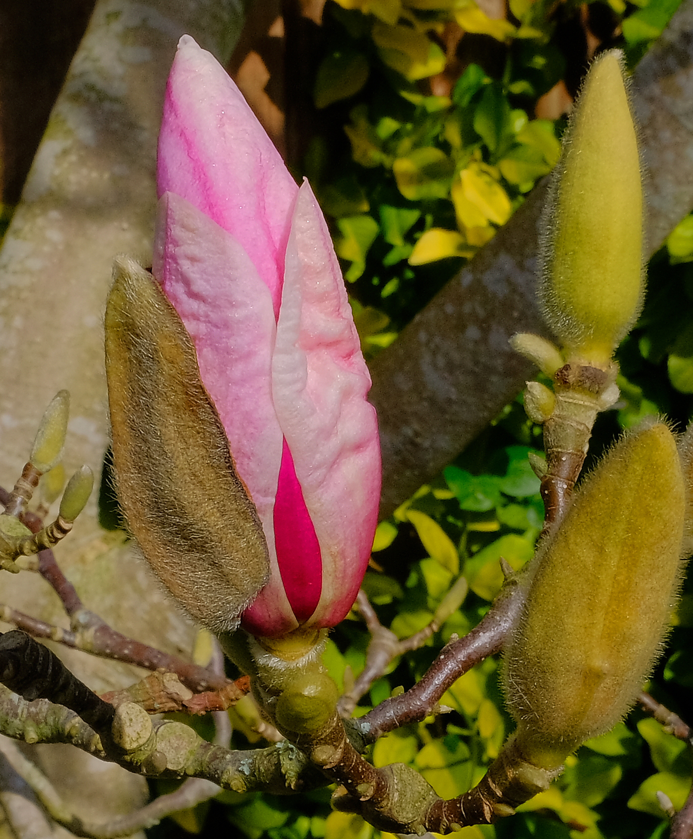 Magnificent Magnolia