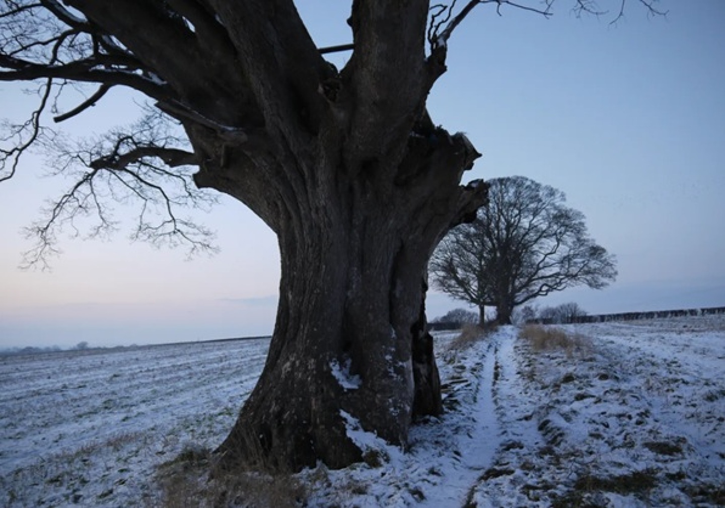 Oxheys Sycamore