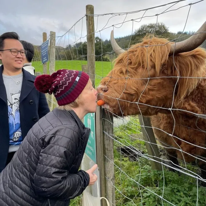 Feeding Time, Highland Coo