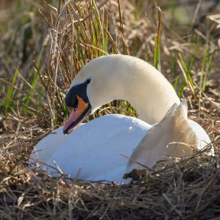 Swan2