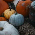 Mixed Harvest Pumpkins Display