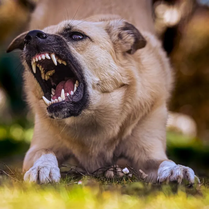 Close-up of a snarling dog showing its teeth in