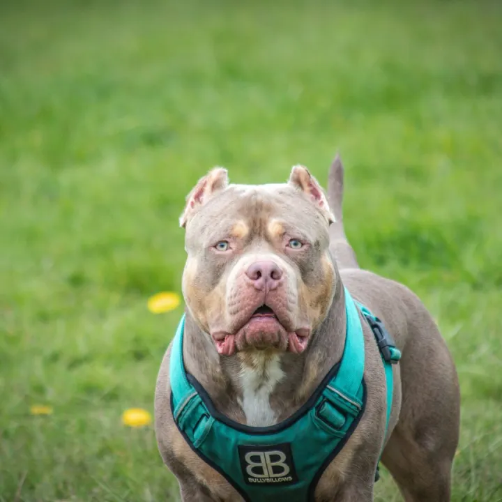 Close-up of a robust pit bull in a green field