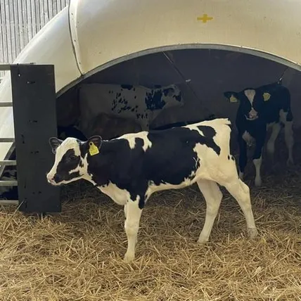 Farm 3