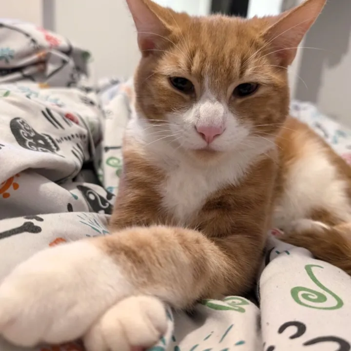 Missing Ginger Cat 3