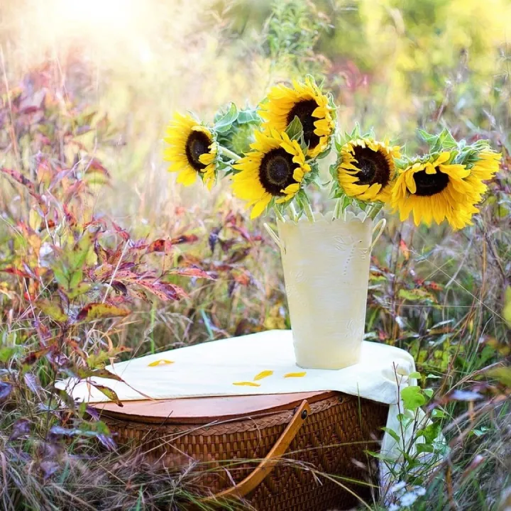 sunflowers in a vase