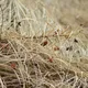 Detailed close-up of dried grasses with withered